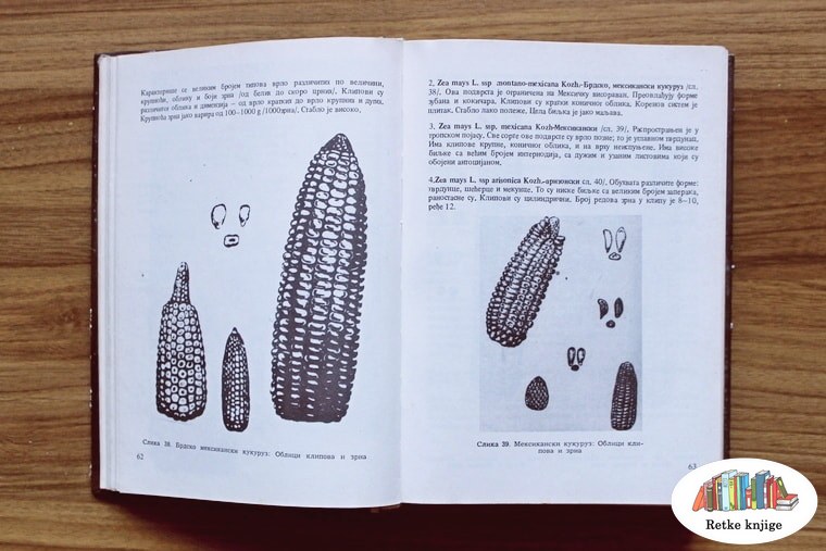 Prikaz ploda kukuruza sa opisom