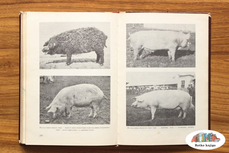 fotografije par različitih rasa svinja