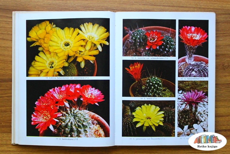 prikaz različitih kaktusa i njihovih cvetova