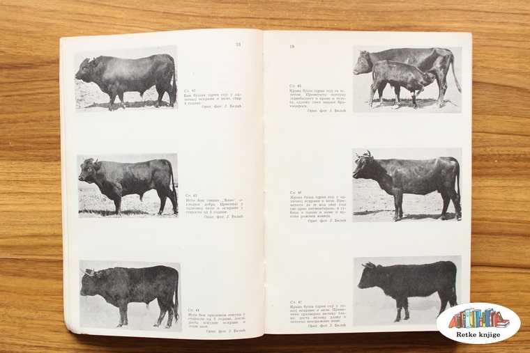prikaz istarsko goveče