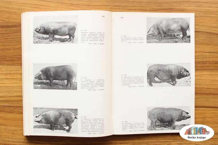 prikaz svinje moravka