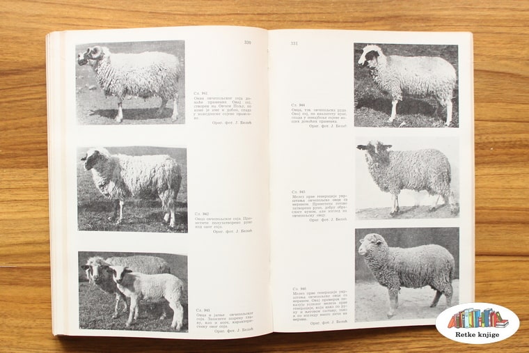 prikaz rasa ovaca