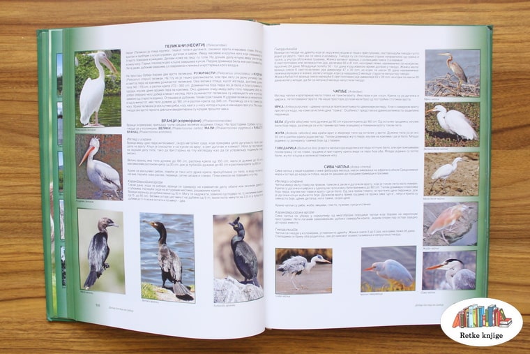 prikaz kormorana i čaplji