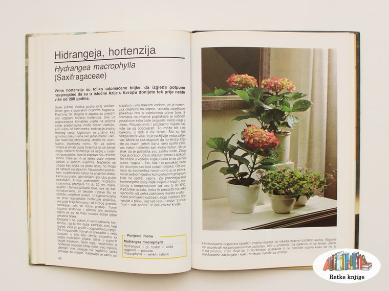 prikaz i opis cveta hortenzija