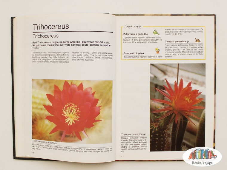 poglavlje o kaktusu trihocereusu