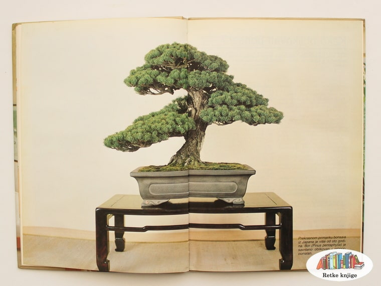prikaz jednog starog i formiranog bonsaija