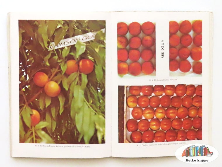 prikaz oblika nektarine na fotografijama u boji